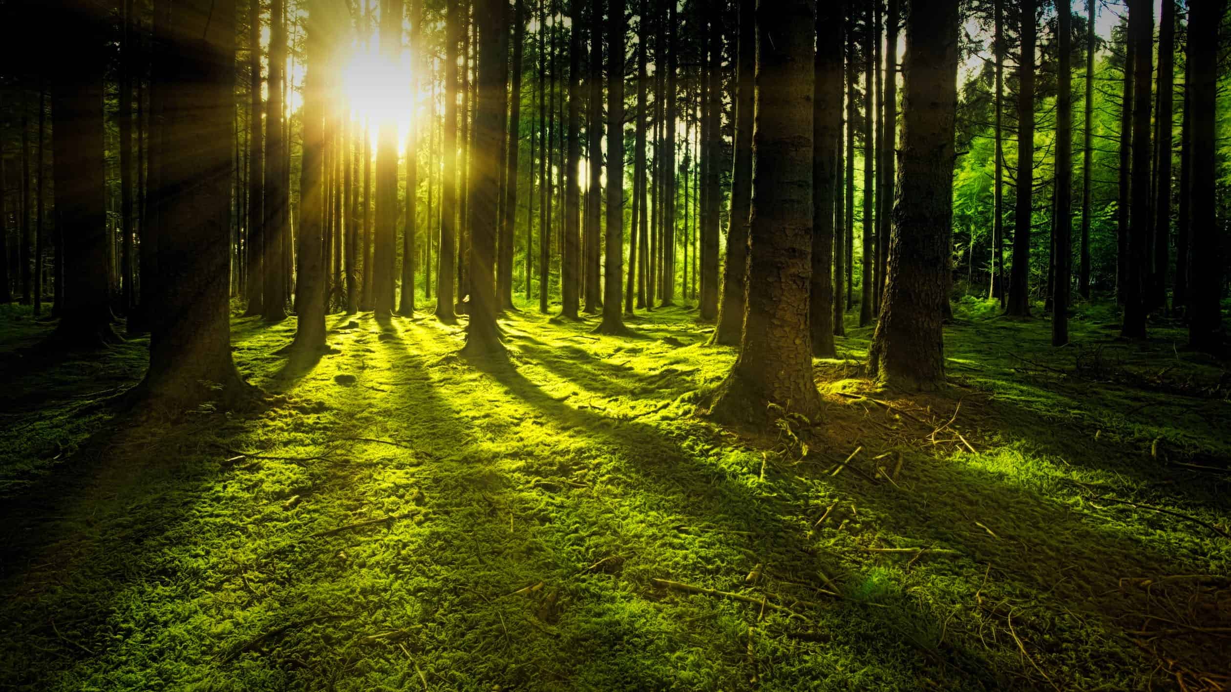 Picture of a Healthy Forest Picture of a Healthy Forest